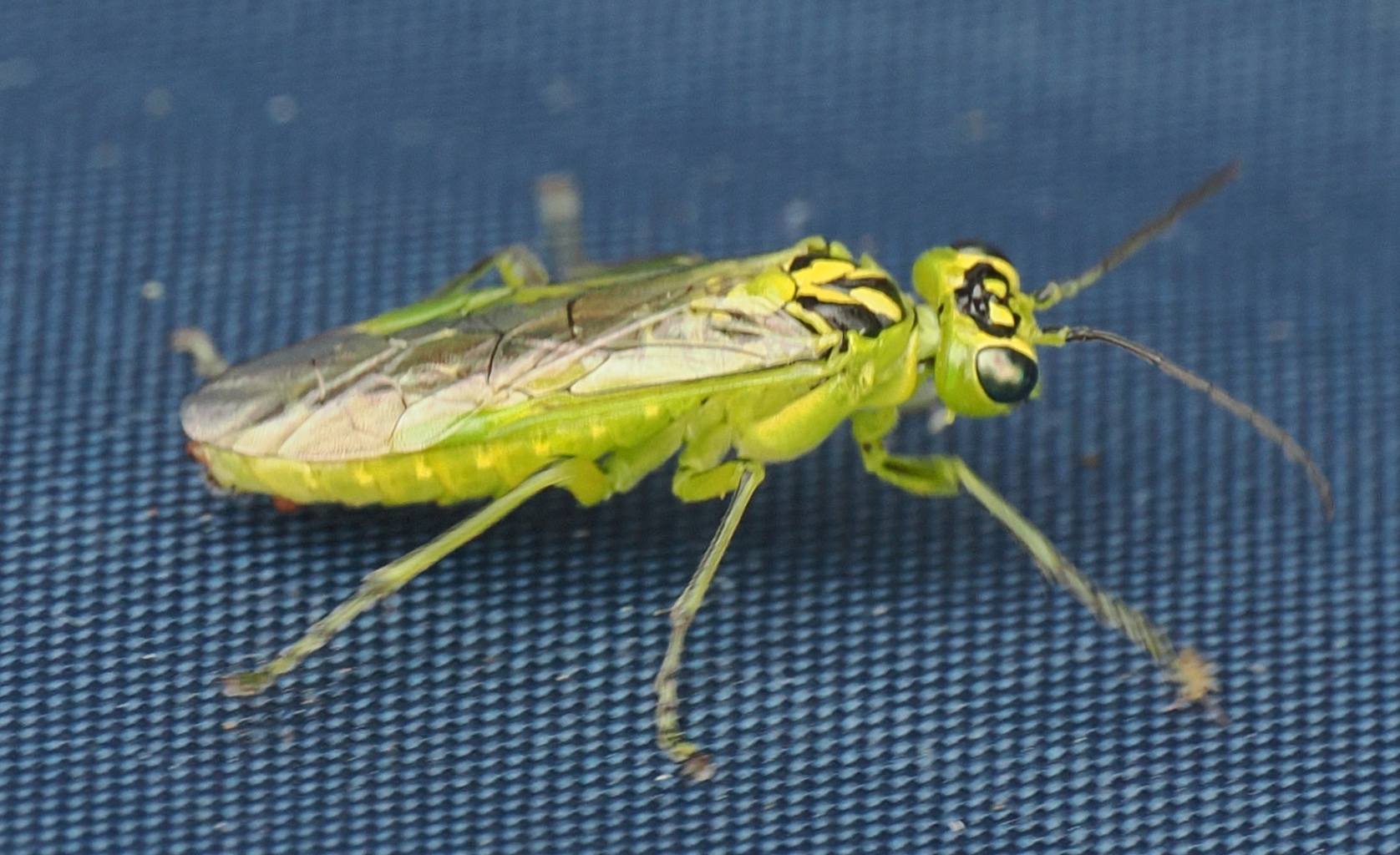 Rhogogaster-sp